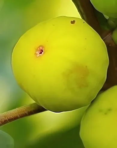 Brogiotto Bianco fügebokor konténerben (cserépben)