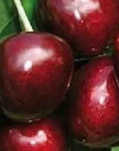 Carmen cseresznyefa