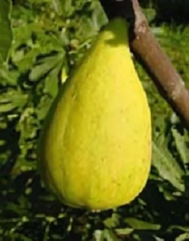 Dalmatie fügebokor konténerben (cserépben)