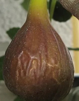 Keszthelyi barna fügebokor konténerben (cserépben) Keszthelyi barna fügebokor konténerben (cserépben)