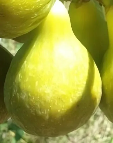 Mary Lane fügebokor konténerben (cserépben)