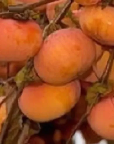 Sharon datolyaszilvafa (kakiszilvafa) konténerben (cserépben)