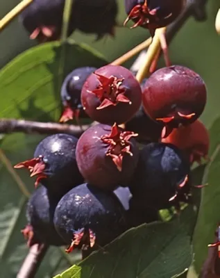 Smokey fanyarka, mézalmácska bokor konténerben (cserépben)