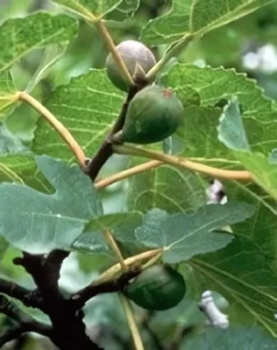 Verdino fügebokor konténerben (cserépben)