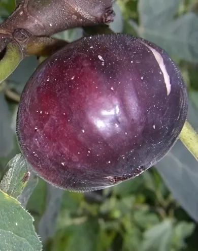 Violette de Sollies fügebokor konténerben (cserépben)