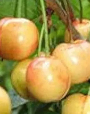 Vega sárga cseresznyefa Vega sárga cseresznyefa