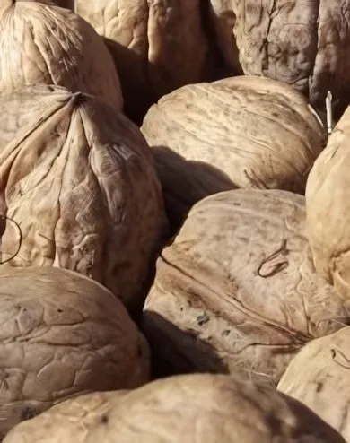 Alsószentiváni 117 diófa konténerben (cserépben)