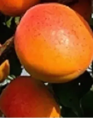 Augustin kajszi kajszibarackfa