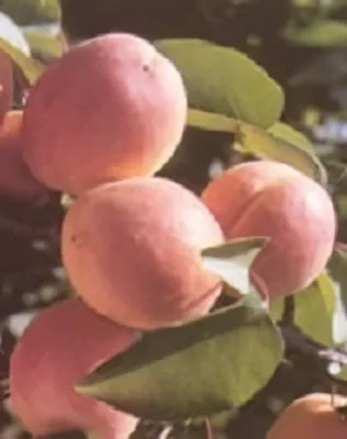 Ceglédi Piroska kajszibarackfa konténerben (cserépben)