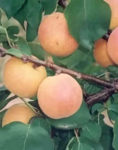 Ceglédi arany kajszibarackfa konténerben (cserépben)