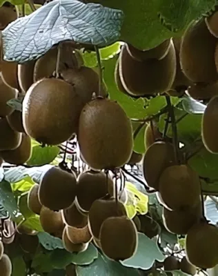 Hayward (termő) kiwi bokor konténerben (cserépben)