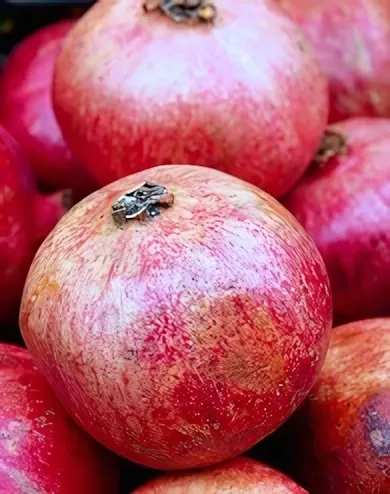 Hicaz gyümölcstermő gránátalma bokor konténerben (cserépben) Hicaz gyümölcstermő gránátalma bokor konténerben (cserépben)