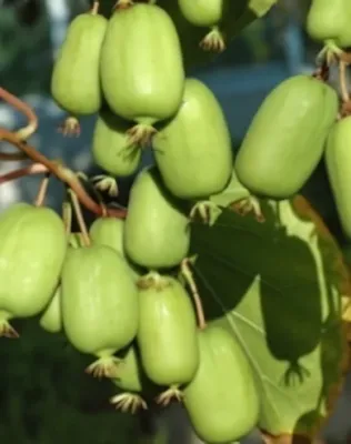 Issay öntermékeny mini kiwi bokor konténerben (cserépben)