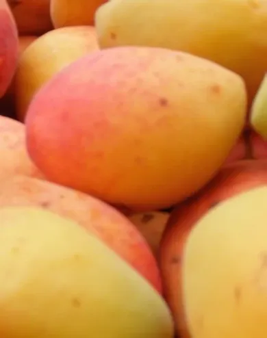 Mandulakajszi kajszibarackfa konténerben (cserépben)