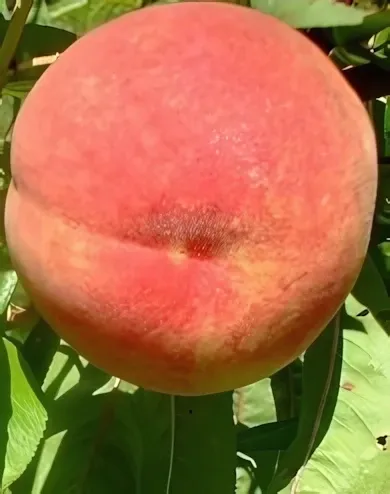 Michelini őszibarackfa konténerben (cserépben)