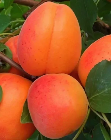 Orange Red kajszibarackfa konténerben (cserépben)