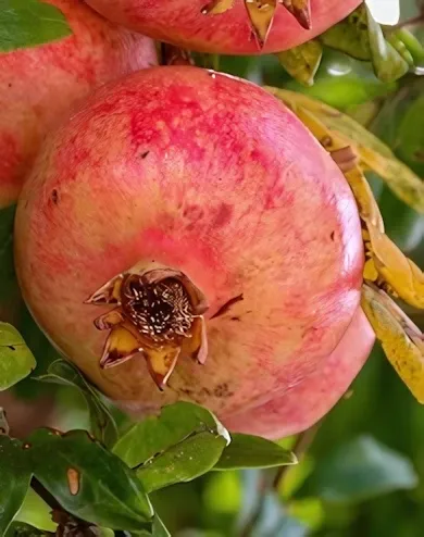Parfianca gyümölcstermő gránátalma bokor konténerben (cserépben) Parfianca gyümölcstermő gránátalma bokor konténerben (cserépben)