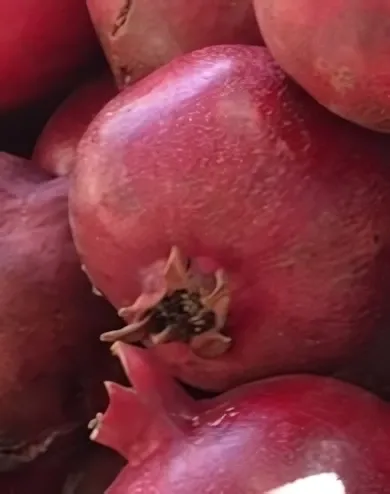 Taisa gyümölcstermő gránátalma bokor konténerben (cserépben) Taisa gyümölcstermő gránátalma bokor konténerben (cserépben)