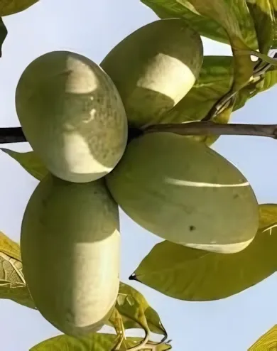 Sunflower indián banánfa konténerben (cserépben)