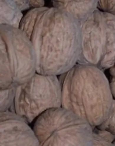 Tiszacsécsi 83 diófa  konténerben (cserépben)