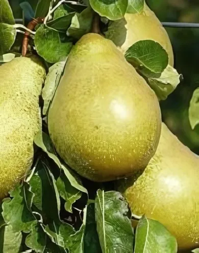 Xenia (Nojabraskaja) körtefa  konténerben (cserépben)