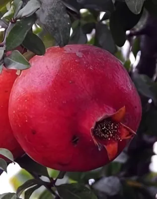 Üzbég gyümölcstermő gránátalma bokor konténerben (cserépben) Üzbég gyümölcstermő gránátalma bokor konténerben (cserépben)