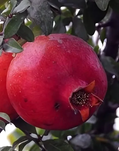 Üzbég gyümölcstermő gránátalma bokor konténerben (cserépben) Üzbég gyümölcstermő gránátalma bokor konténerben (cserépben)
