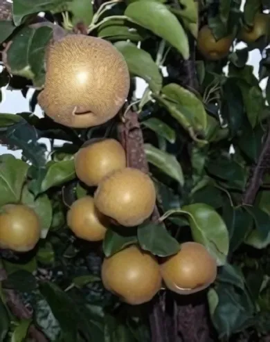 Hosui (nashi) japánkörtefa