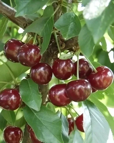 Maliga emléke meggyfa