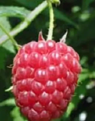 Malling Exploit málnabokor konténerben (cserépben)