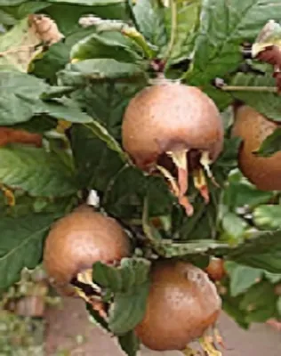 Nottingham naspolyafa Nottingham naspolyafa