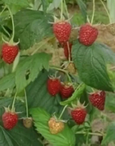 Polka málnabokor