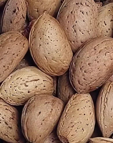 Tuono mandulafa