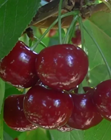 Érdi bőtermő meggyfa konténerben (cserépben) Érdi bőtermő meggyfa konténerben (cserépben)
