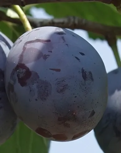 Besztercei szilvafa konténerben (cserépben)