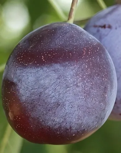 Debreceni muskotály szilvafa Debreceni muskotály szilvafa