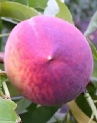 Dixired őszibarackfa