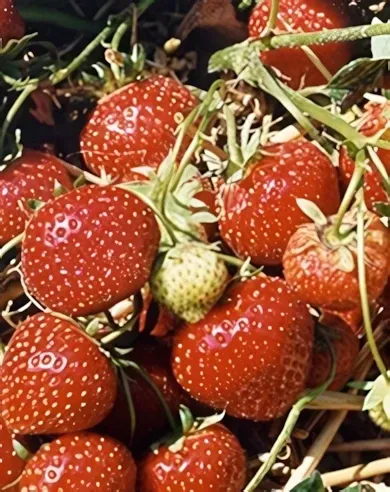 Elsanta szamócapalánta, 9,5 cm cserépben (1db)