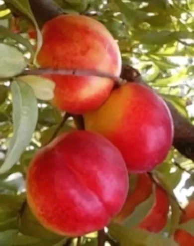 Fantasia nektarinfa konténerben (cserépben)