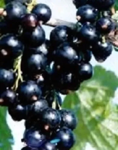 Fertődi 1 fekete magastörzsű ribiszke konténerben (cserépben)