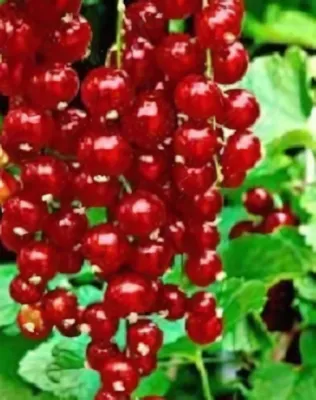 Fertődi hosszúfürtű piros ribiszkebokor Fertődi hosszúfürtű piros ribiszkebokor