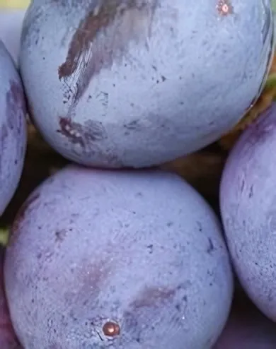 Haganta szilvafa konténerben (cserépben)