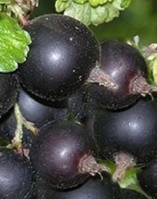 Josta magastörzsű ribizliköszméte