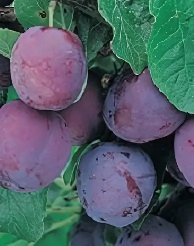 Laroda japán szilva konténerben (cserépben)