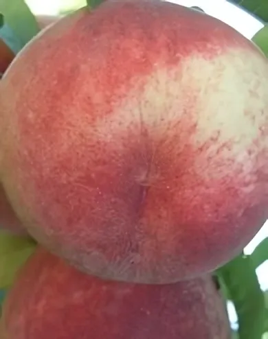 Maria Bianca őszibarackfa konténerben (cserépben)