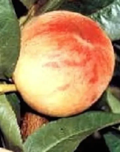 Mariska őszibarackfa konténerben (cserépben)