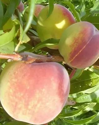 Padana őszibarackfa Padana őszibarackfa