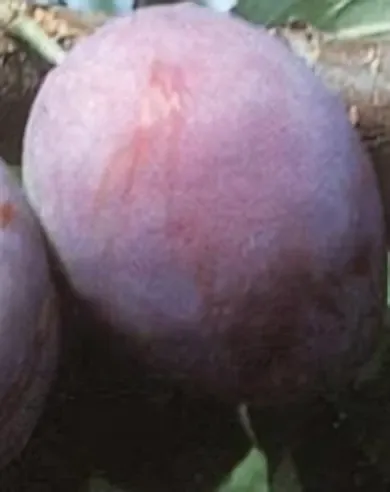 President szilvafa konténerben (cserépben)