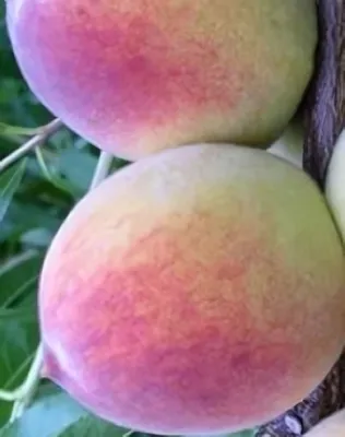 Redhaven őszibarackfa Redhaven őszibarackfa