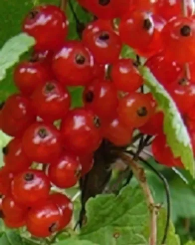 Rovada magastörzsű piros ribiszke, konténerben (cserépben)